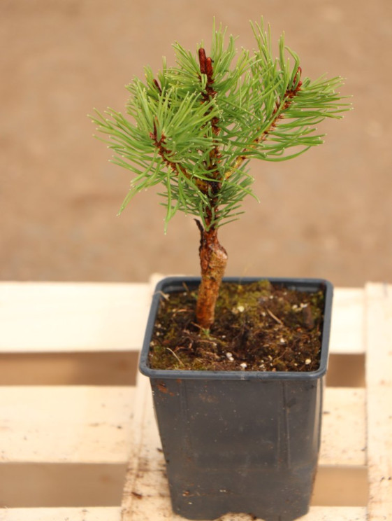 detail Borovice kleč 'Boží Dar´