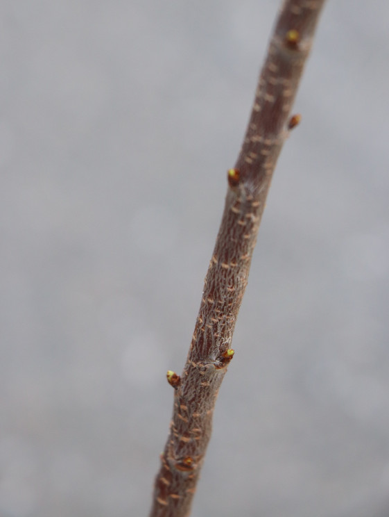 detail Višeň keřová 'Carmine Jewell'