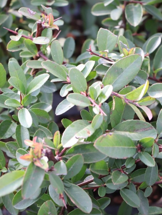 detail Hlohyně šarlatová 'Mohave'
