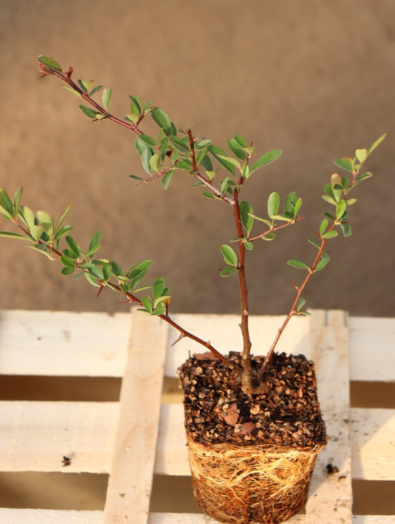 detail Hlohyně šarlatová 'Saphyr® Jaune'