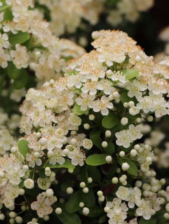 detail Hlohyně šarlatová 'Saphyr® Orange'