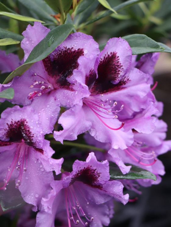 detail Rododendron 'Graal Müritz'