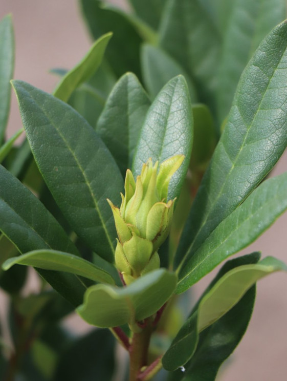 detail Rododendron 'Graal Müritz'