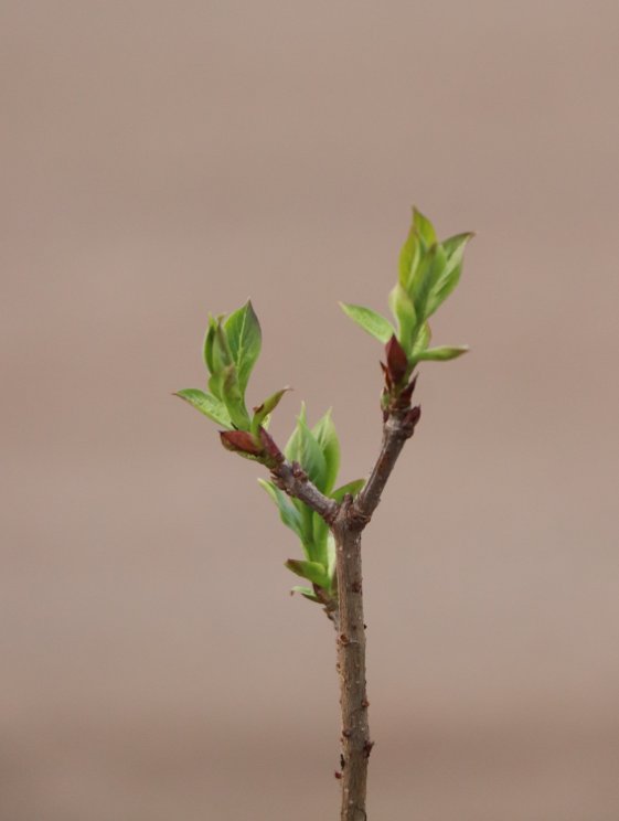 detail Šeřík obecný 'Sensation'