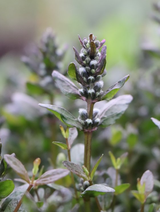 detail Zběhovec plazivý 'Mini Mahagony'