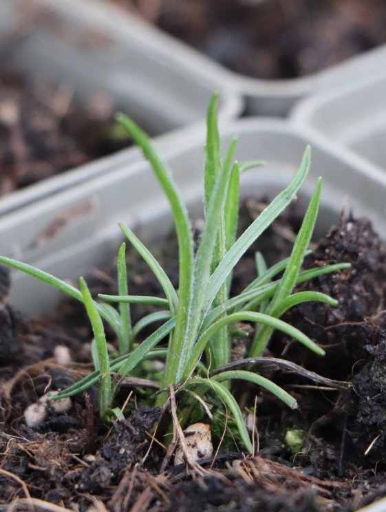 detail Hvězdnice zlatovlásek