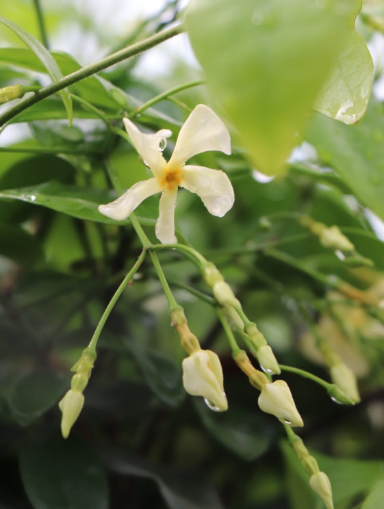 detail Jasmínovník 'Christabel Bielenberg'