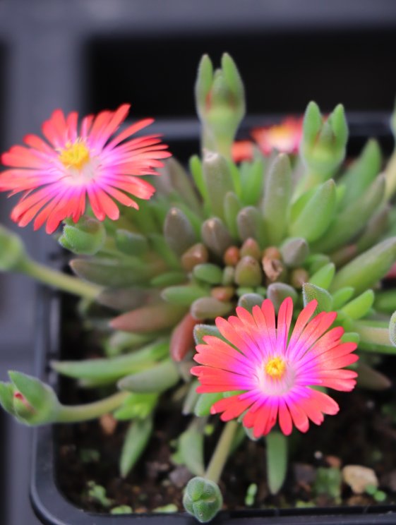 detail Kosmatec 'Pink Ribbon'