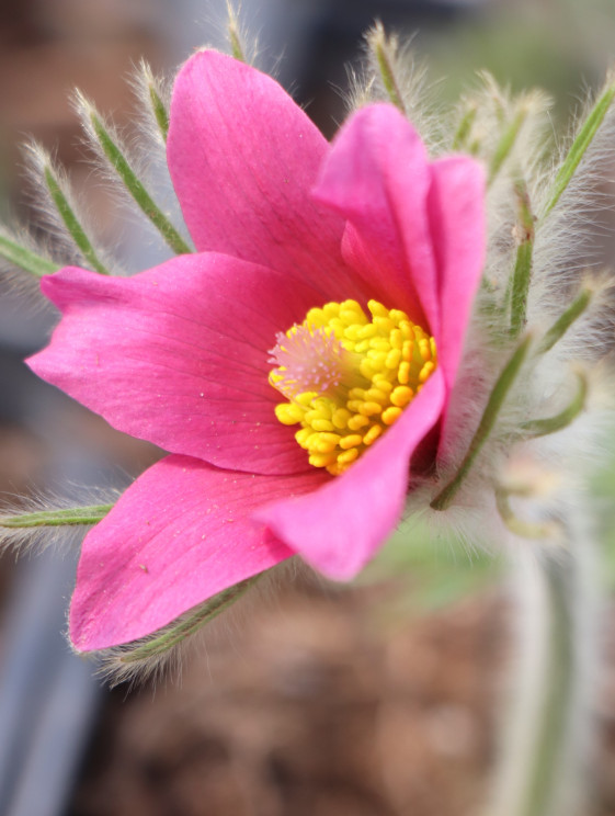 detail Koniklec obecný mix