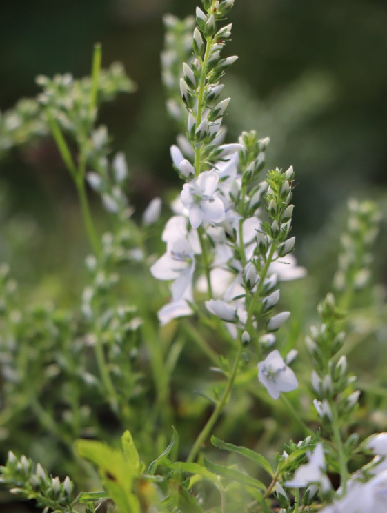 detail Rozrazil rozprostřený 'Alba'