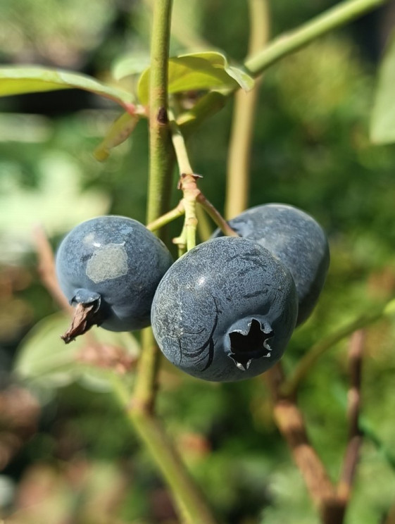 detail Kanadská borůvka ´Patriot'