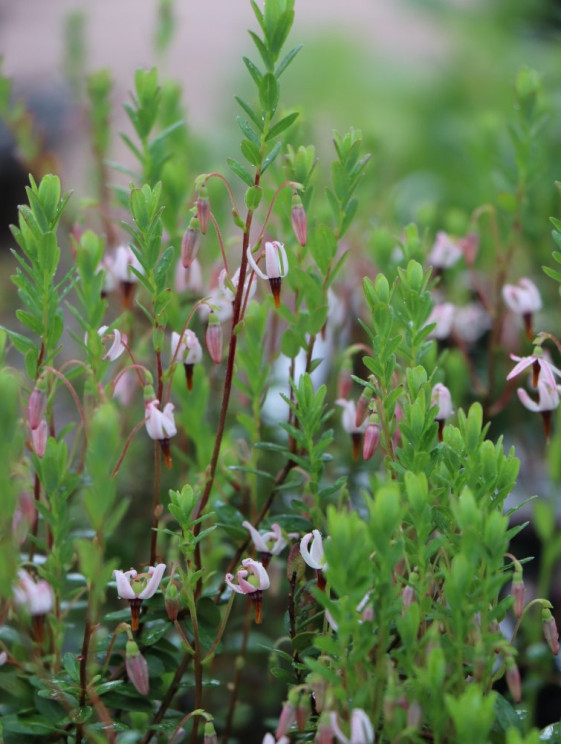 detail Klikva velkoplodá 'BIG PEARL'