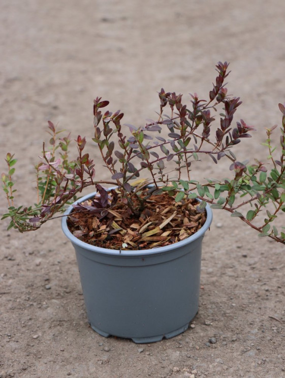 detail Klikva velkoplodá 'BIG PEARL'