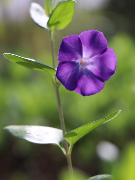detail Barvínek větší