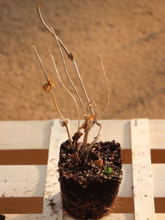 detail Vajgélie květnatá 'Wings of Fire'®