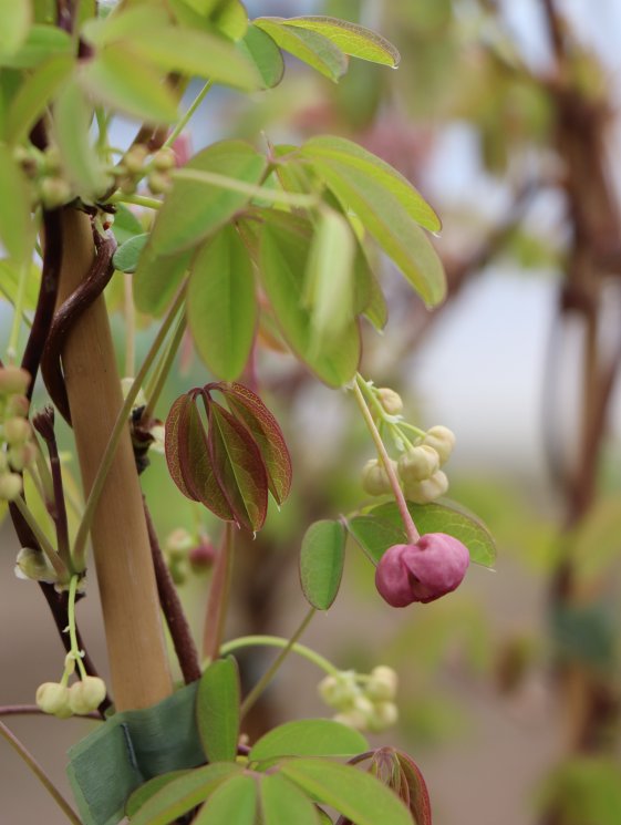 detail Akébie pětičetná
