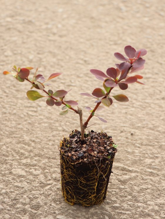 detail Dřišťál Ottawský 'Auricoma'