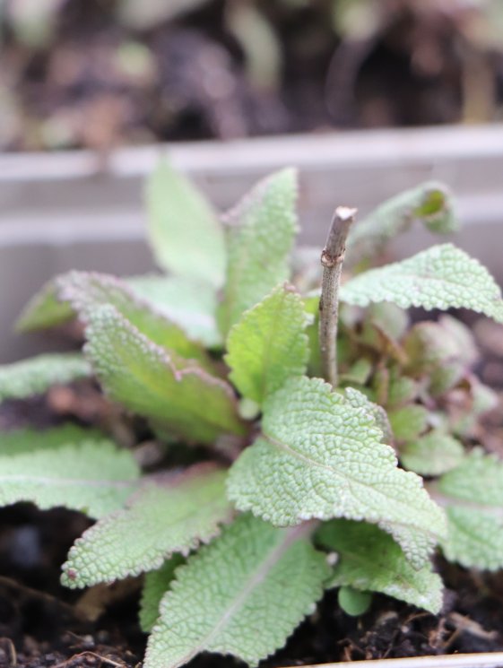 detail Šalvěj nádherná 'Bordeau Rose'