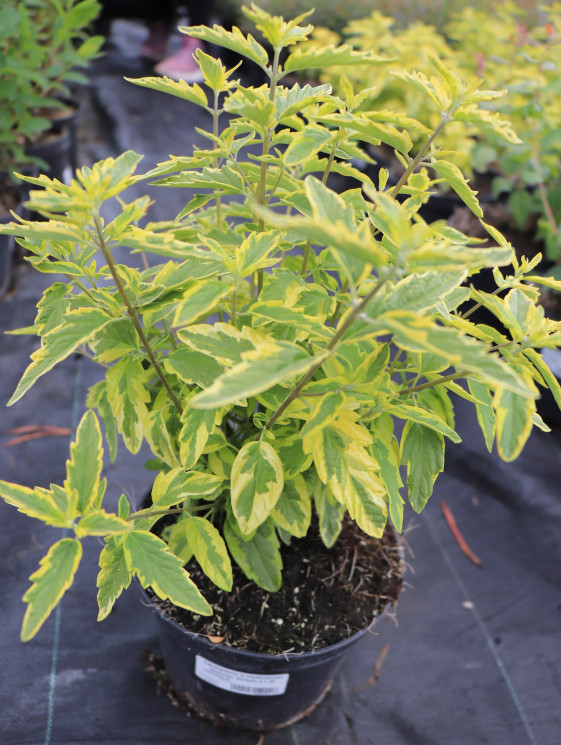 detail Ořechokřídlec clandonský 'Summer Sorbet', 5-15 cm, Ko 1,5l, 1K4