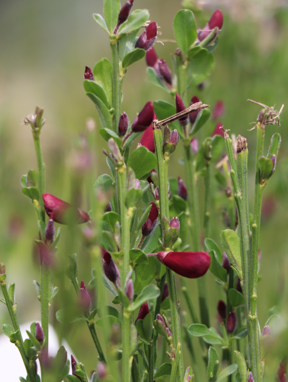detail Čilimník 'BOSKOOP RUBY´