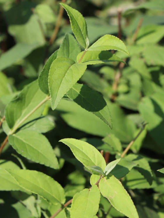 detail Trojpuk drsný