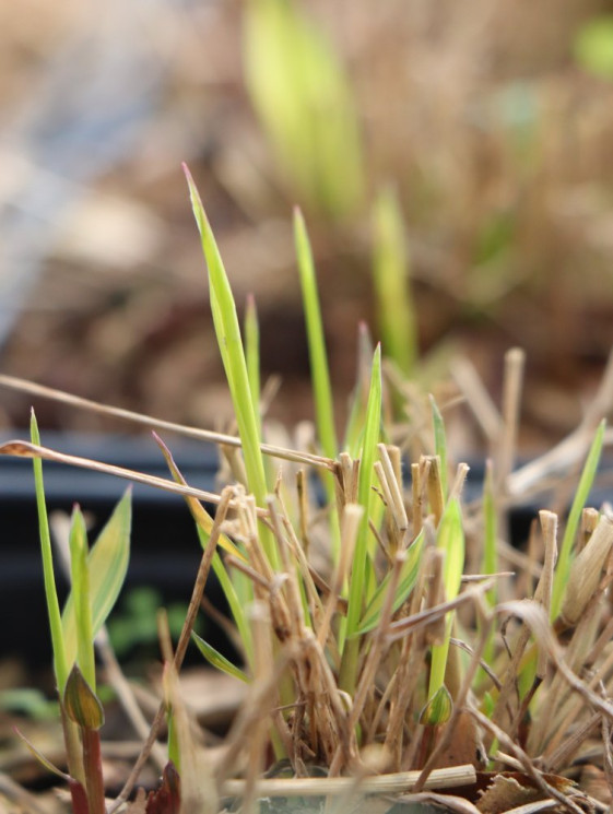 detail Rákosovka velká 'Aureola´