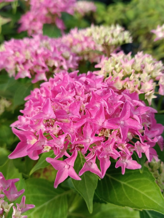 detail Hortenzie velkolistá 'Tovelit'