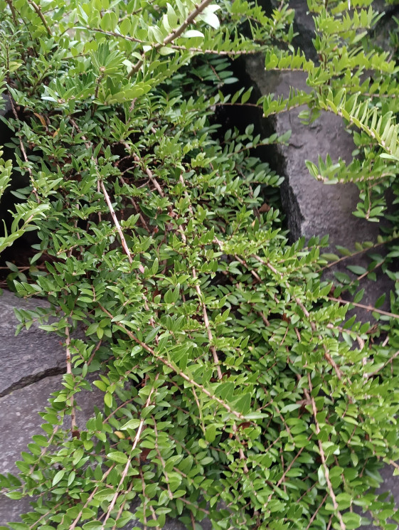 detail Zimolez lesklý 'Maigrun'