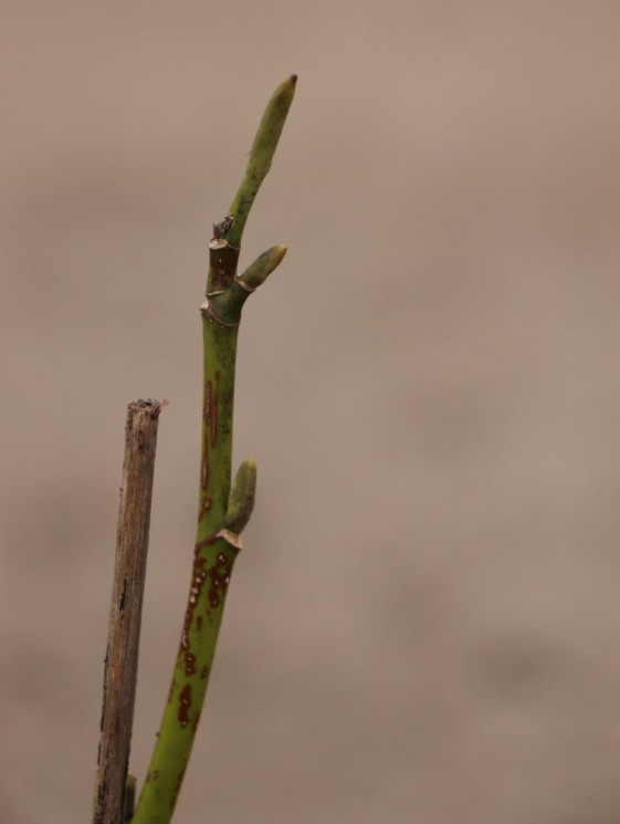 detail Magnolie 'Star Wars'