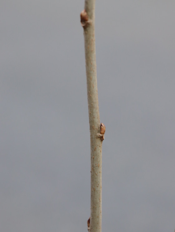 detail Moruše 'Shin-tso'