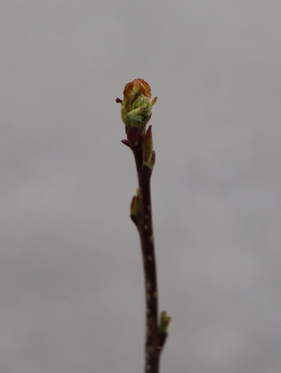 detail Jeřáboplodec Mičurinův 'Amit' - aronie