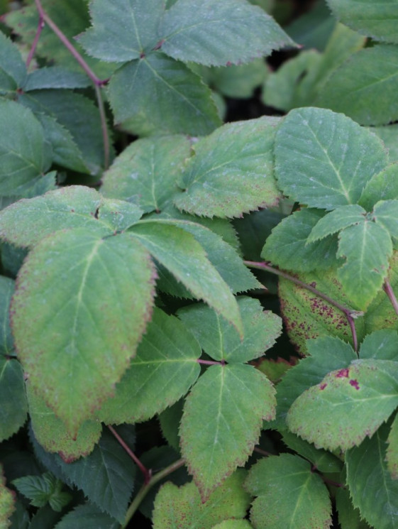 detail Ostružiník 'Dirksen' - beztrnný