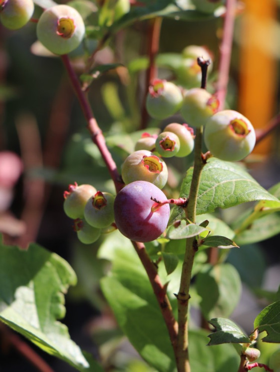 detail Kanadská borůvka 'Brigitta' - pozdní
