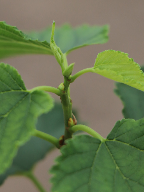 detail Moruše 'Gerardi Dwarf'