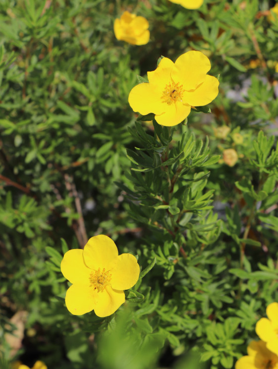 detail Mochna křovitá 'Goldfinger'