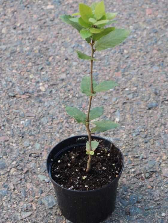 detail Dub cesmínovitý