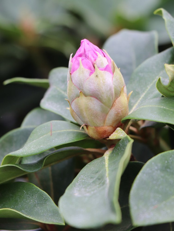detail Rododendron 'Gomer Waterer'