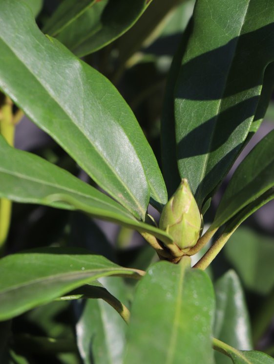 detail Rododendron 'Madame Masson'