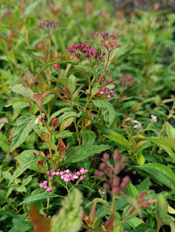 detail Tavolník japonský 'Crispa'