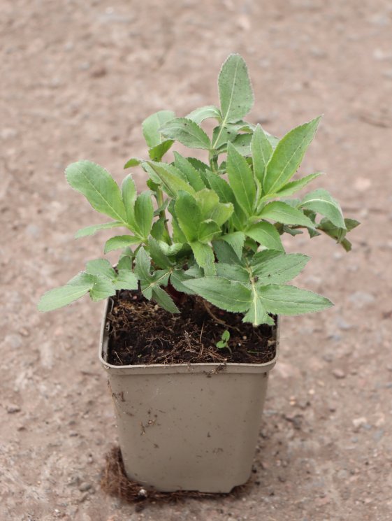 detail Hlavatka obrovská