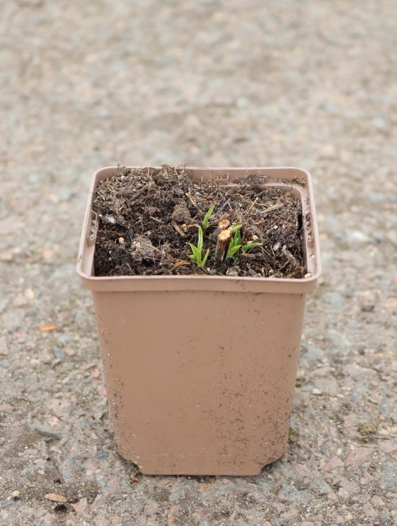 detail Třapatkovka ´Aloha´