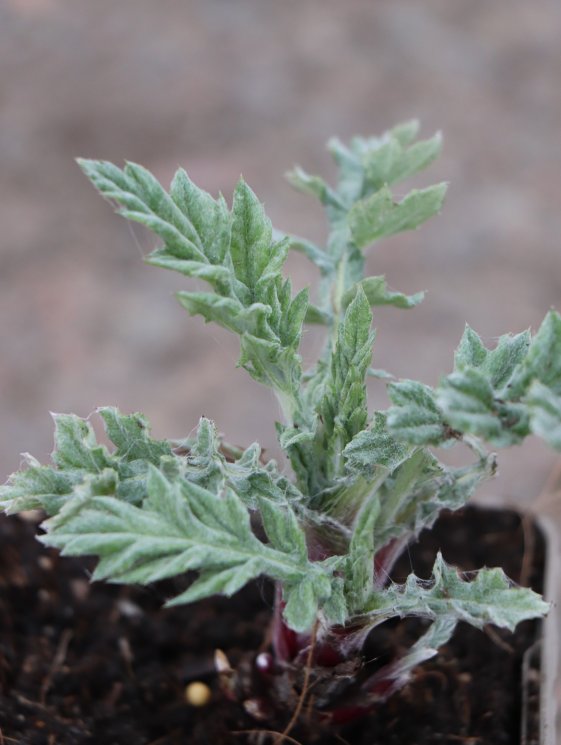 detail Bělotrn banátský ´Star Frost´