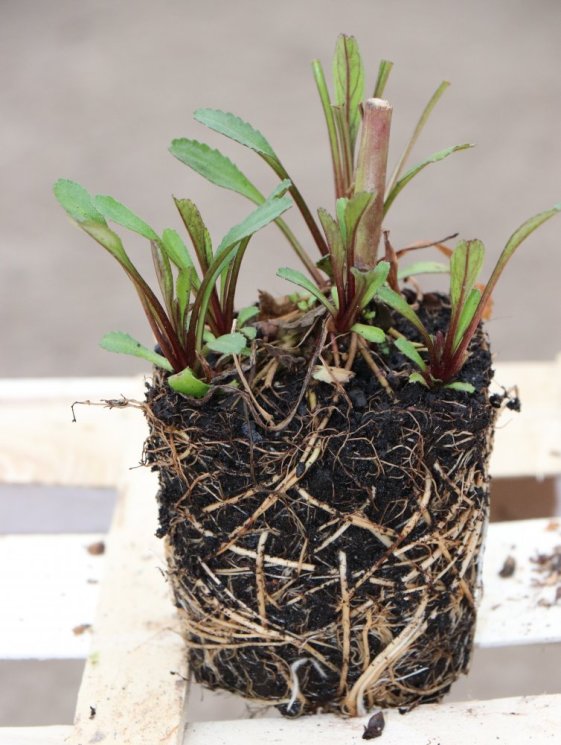 detail Kopretina největší 'Becky'