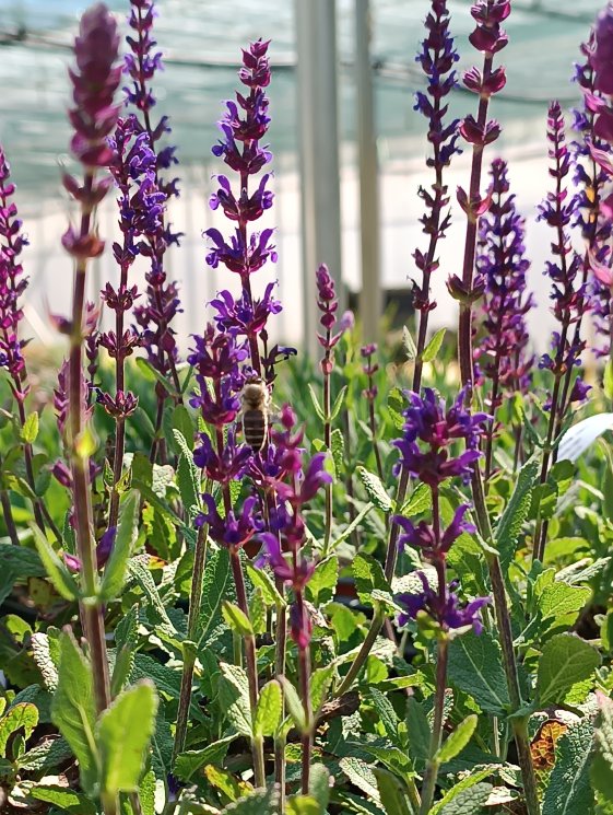 detail Šalvěj hajní 'Caradonna'