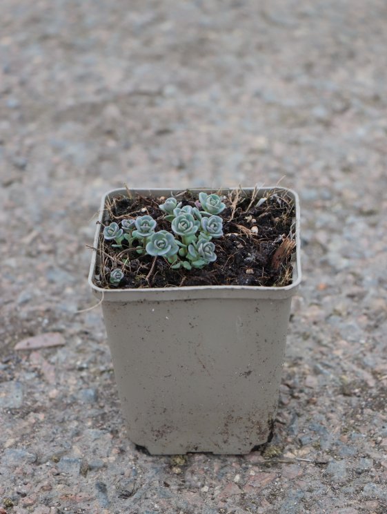 detail Rozchodník větvený ´Lidakense´