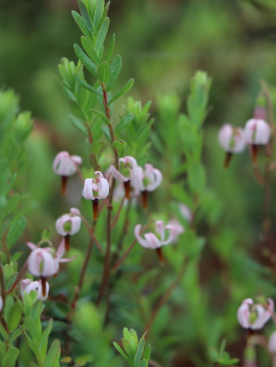 detail Klikva velkoplodá 'Stevens'