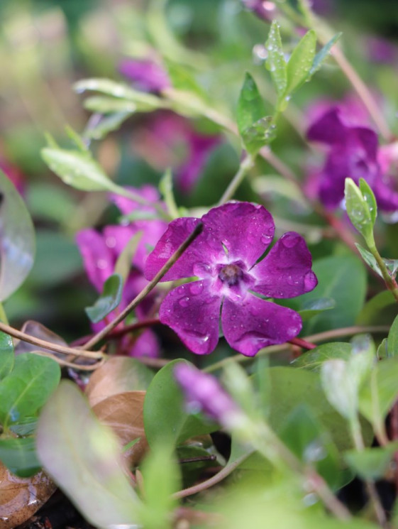 detail Barvínek menší 'Atropurpurea´