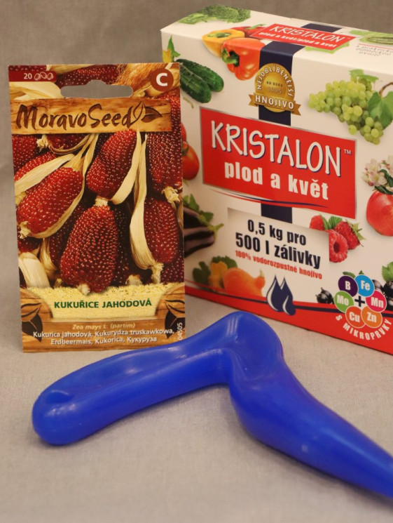 detail Kukuřice jahodová