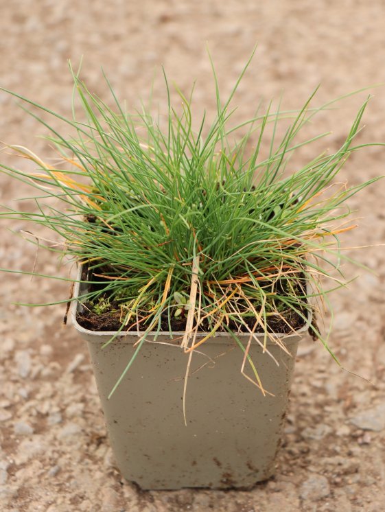 detail Kostřava popelavá ´Festina´