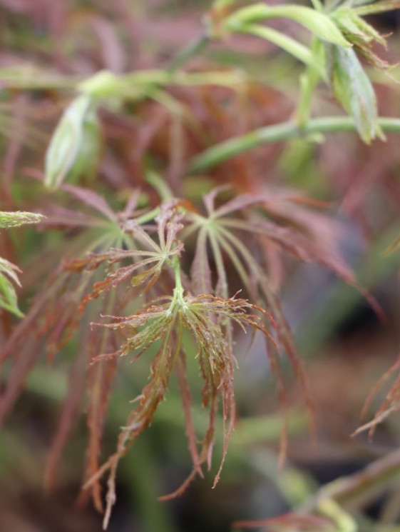 detail Javor dlanitolistý ´'iss. Rubrifolium'